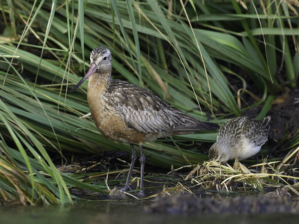 Punakuiri, Bar-tailed Godwit, Limosa lapponica
